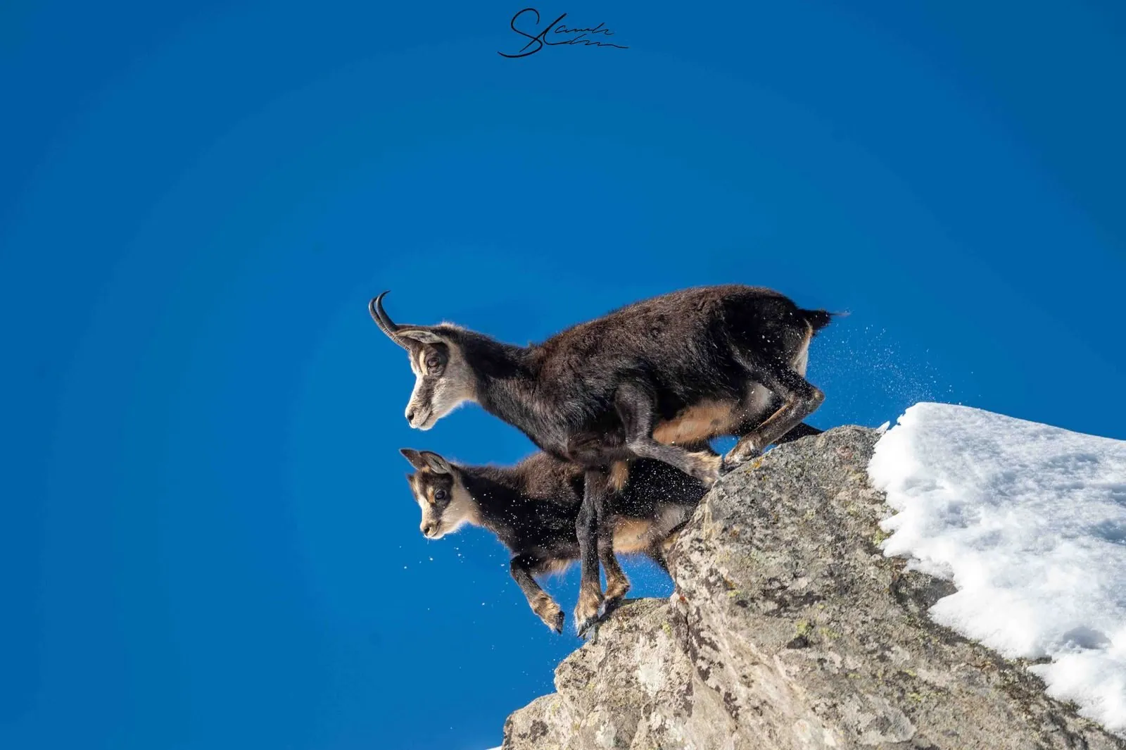 Drei Gämsen springen von einem Felsen vor tiefblauem Himmel