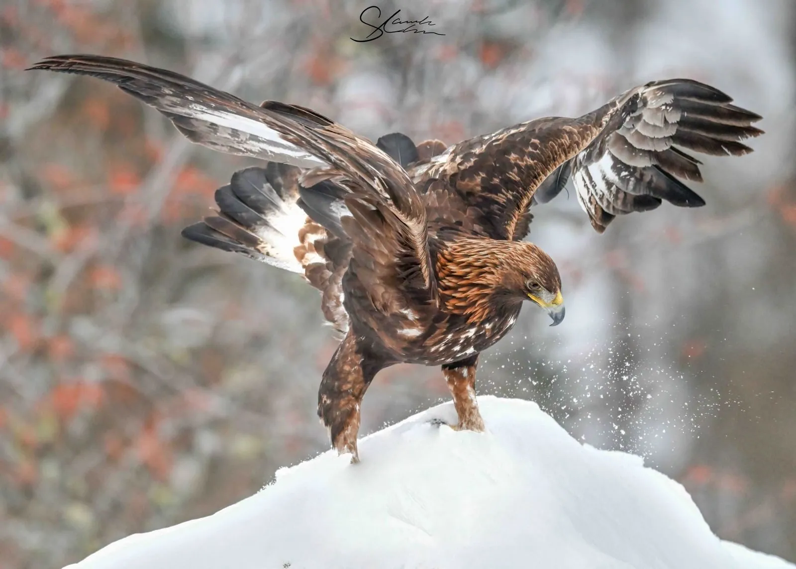 Greifvogel mit ausgebreiteten Flügeln im Anflug