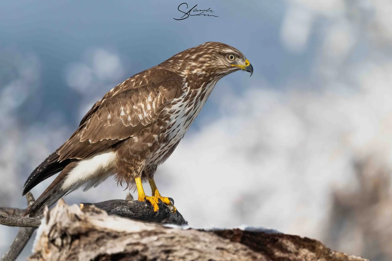 Mäusebussard auf einem Baumstrunk vor verschneitem Hintergrund
