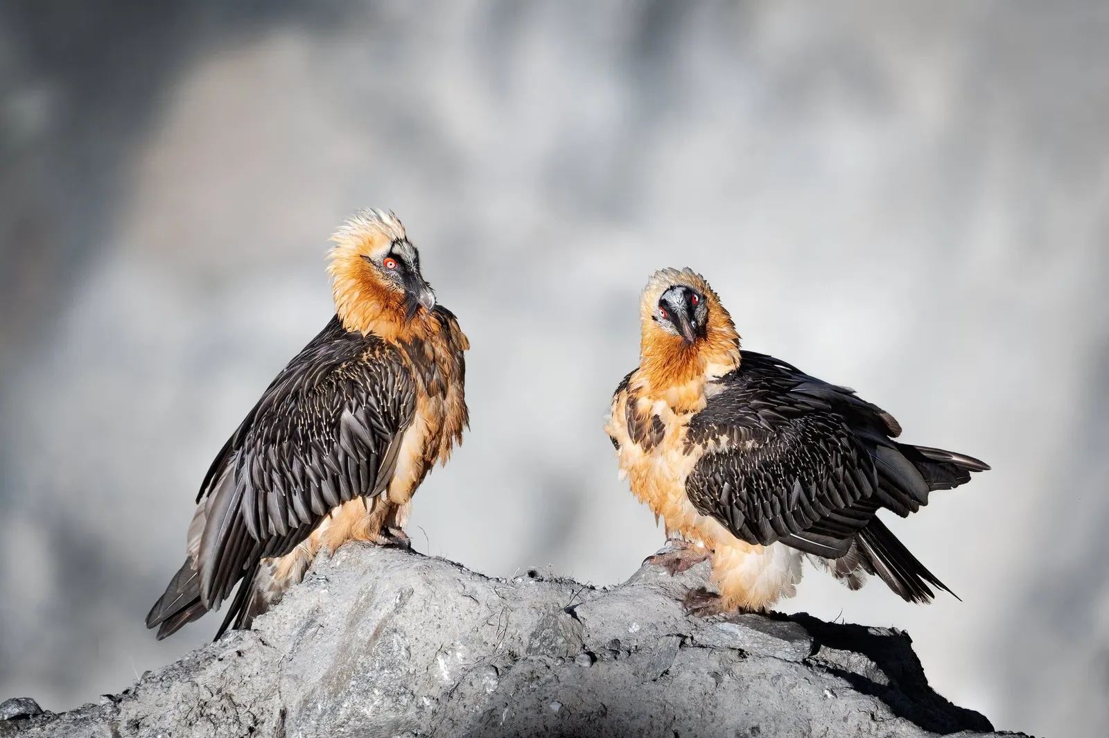 Zwei Bartgeier sitzen nebeneinander auf einem Felsen und schauen zur Kamera